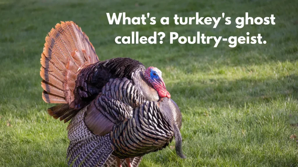 What's a turkey's ghost called? Poultry-geist.