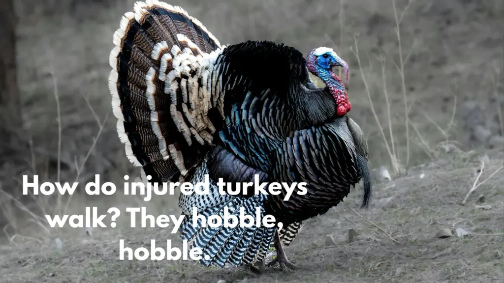 How do injured turkeys walk? They hobble, hobble.