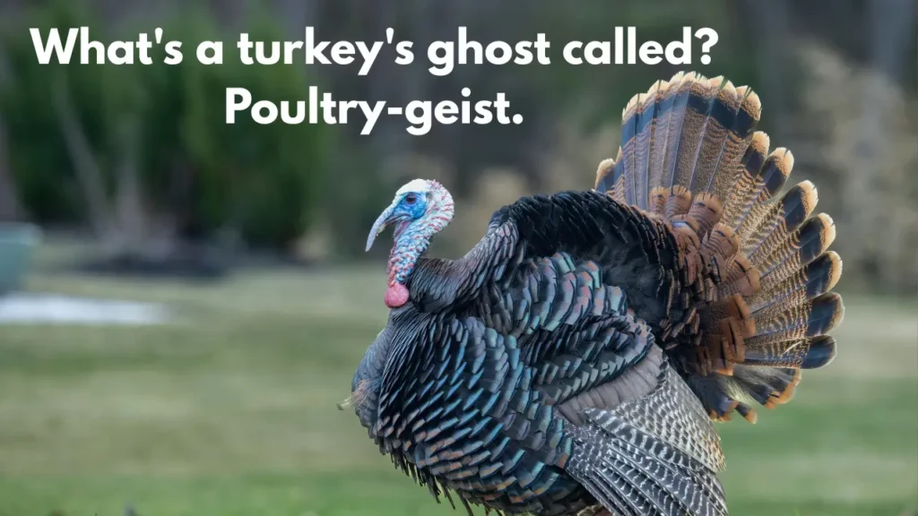 What's a turkey's ghost called? Poultry-geist.