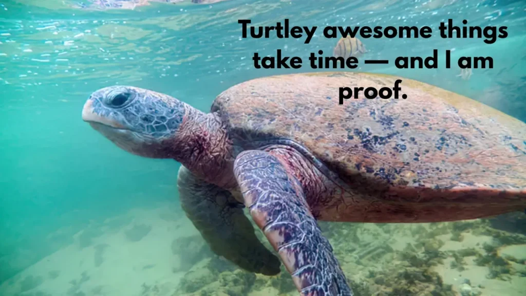 Turtley awesome things take time — and I am proof.