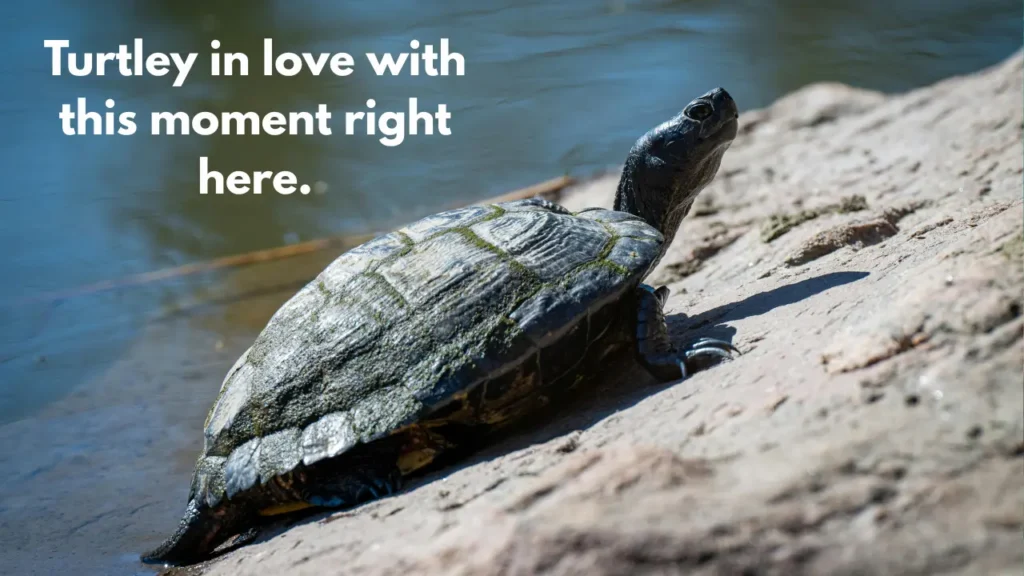 Turtley in love with this moment right here.