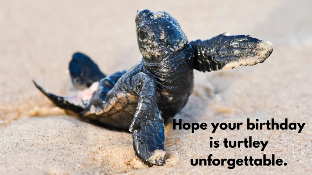 Hope your birthday is turtley unforgettable.