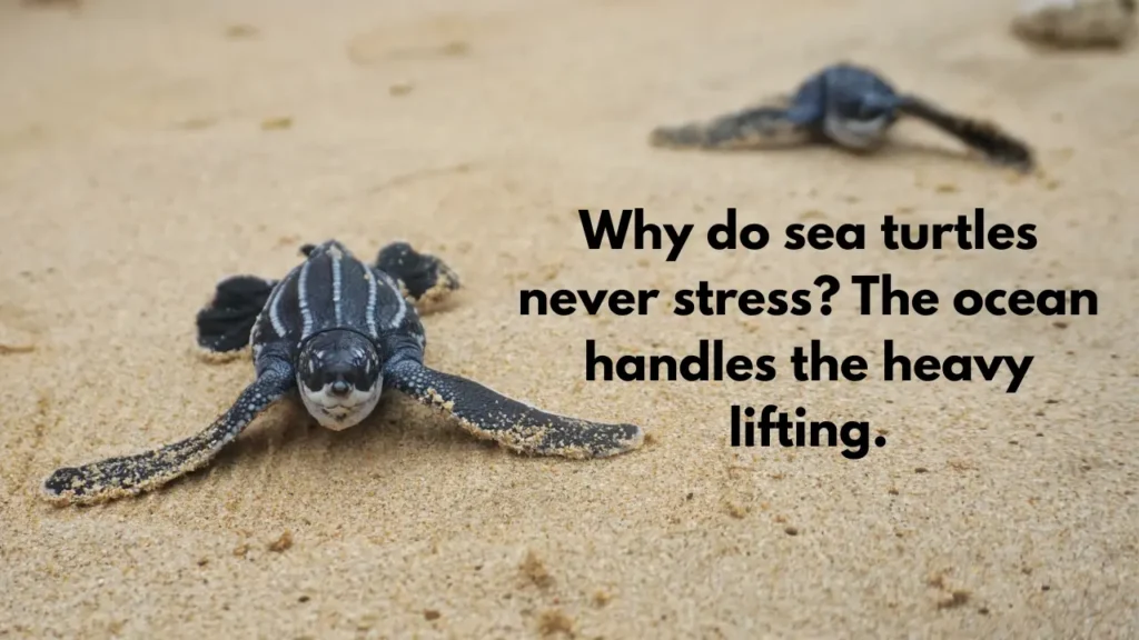 Why do sea turtles never stress? The ocean handles the heavy lifting.
