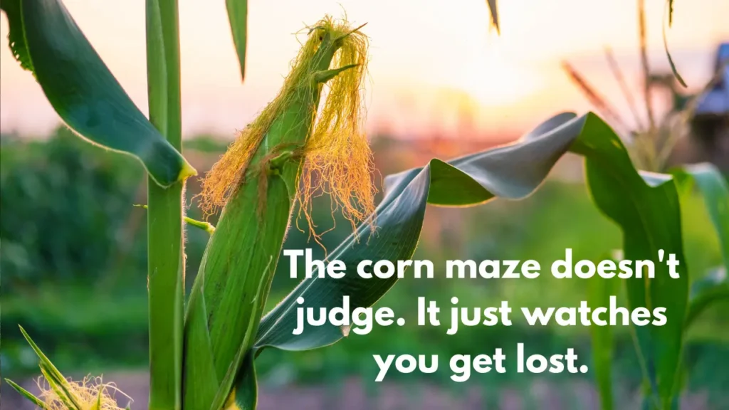 The corn maze doesn't judge. It just watches you get lost.