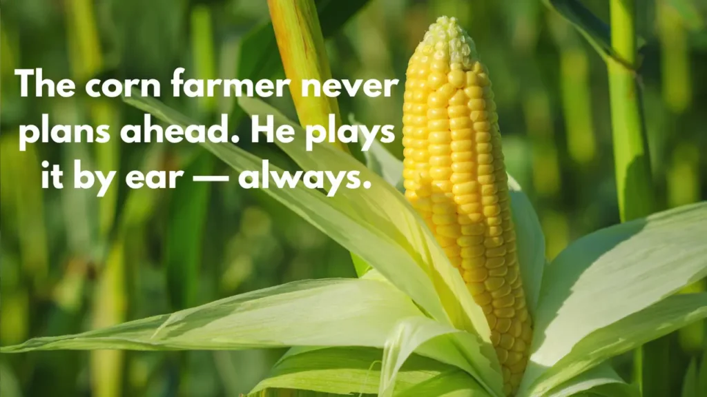 The corn farmer never plans ahead. He plays it by ear — always.
