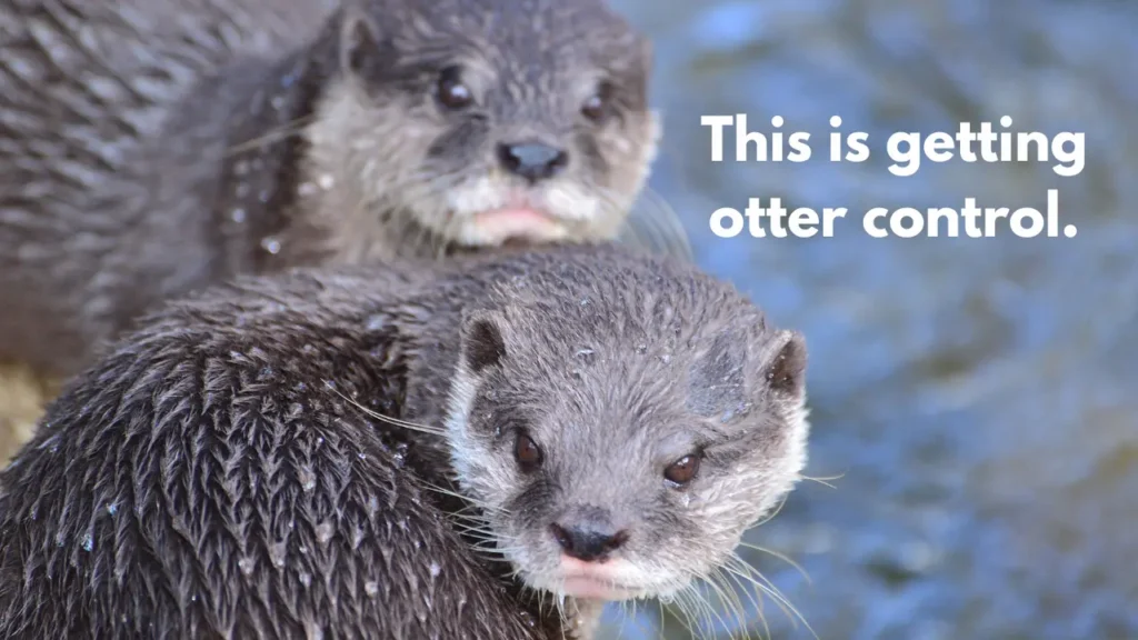 This is getting otter control.