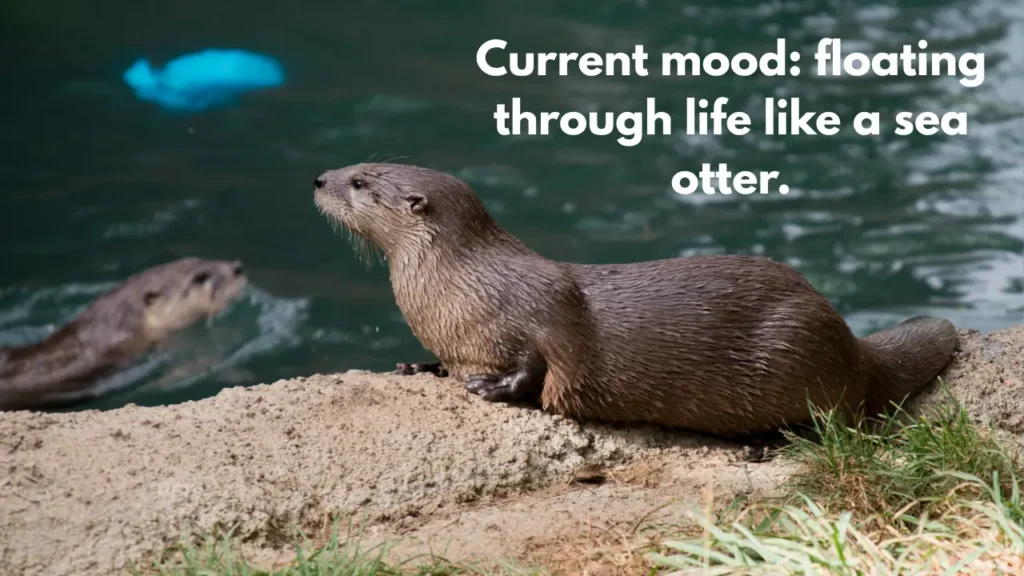 Current mood: floating through life like a sea otter.