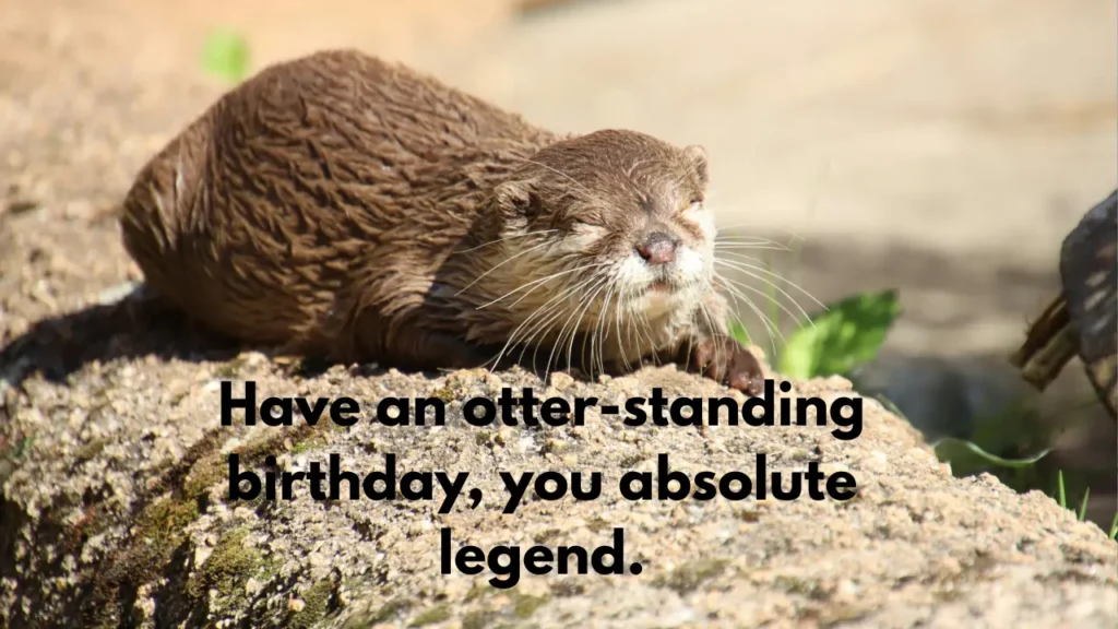 Have an otter-standing birthday, you absolute legend.