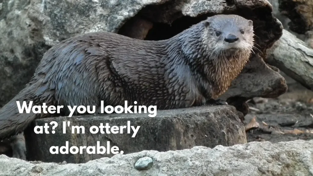 Water you looking at? I'm otterly adorable.