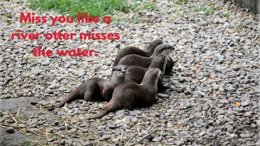 Miss you like a river otter misses the water.
