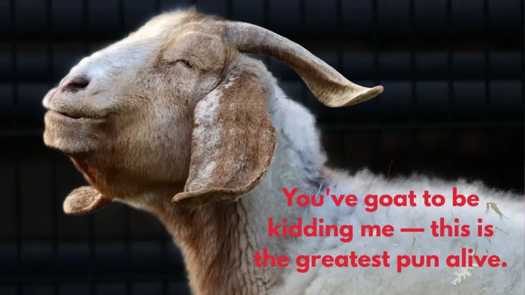 You've goat to be kidding me — this is the greatest pun alive.