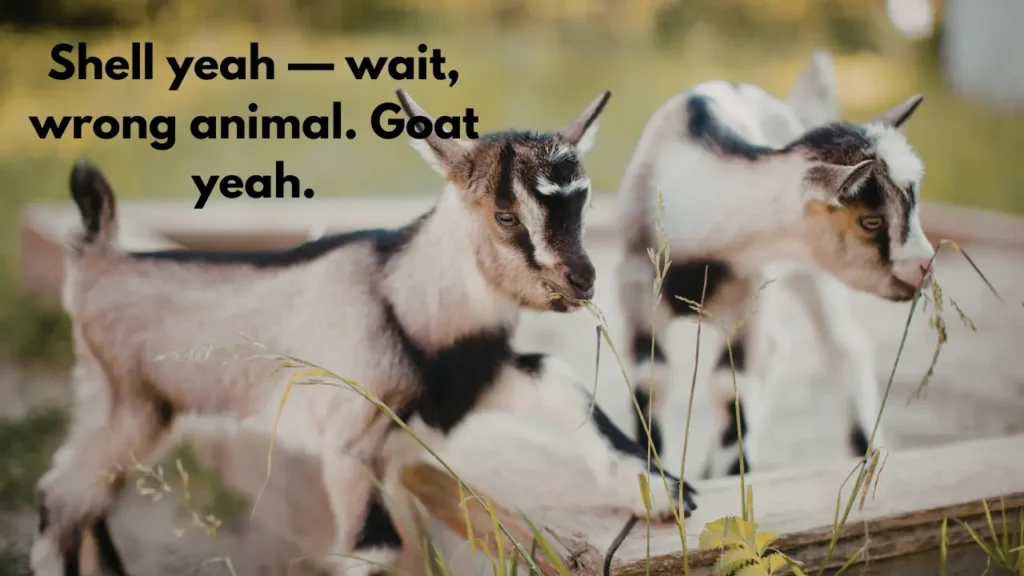 Shell yeah — wait, wrong animal. Goat yeah.