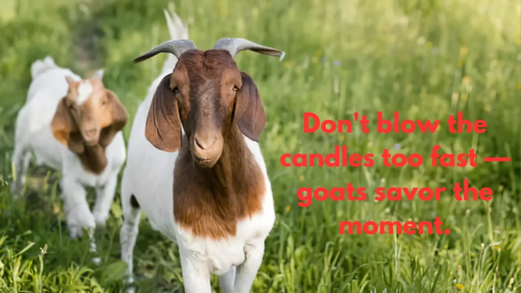 Don't blow the candles too fast — goats savor the moment.