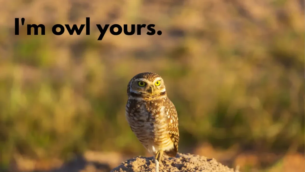 I'm owl yours.