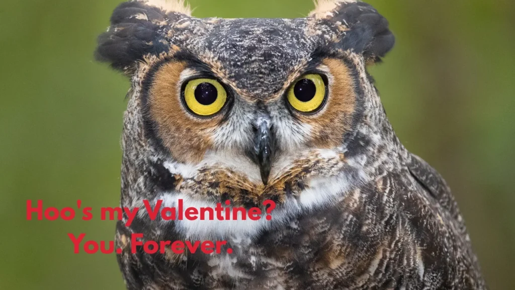 Hoo's my Valentine? You. Forever.
