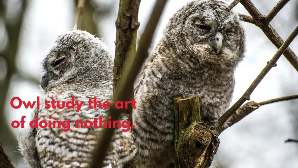 Owl study the art of doing nothing.