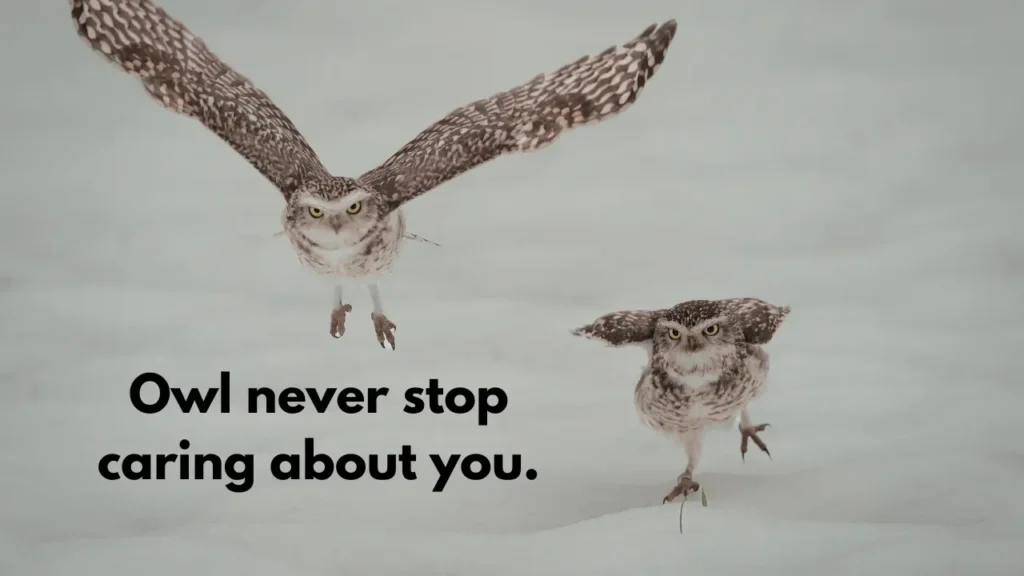 Owl never stop caring about you.