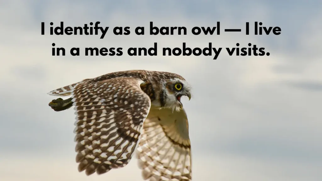 I identify as a barn owl — I live in a mess and nobody visits.
