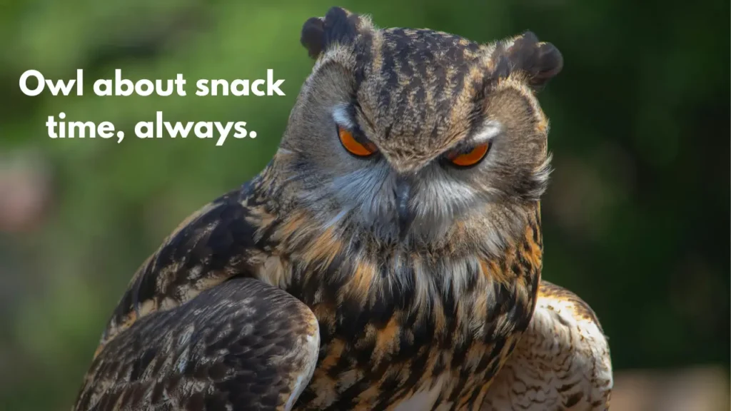 Owl about snack time, always.