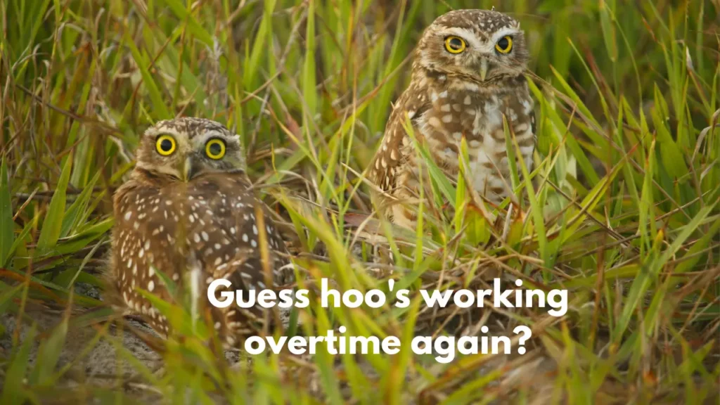 Guess hoo's working overtime again?