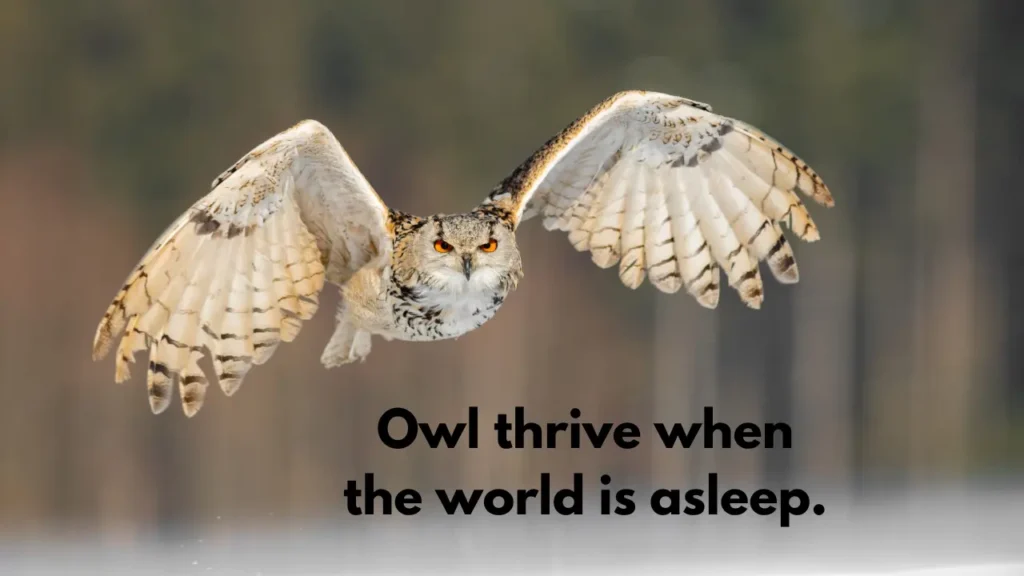 Owl thrive when the world is asleep.