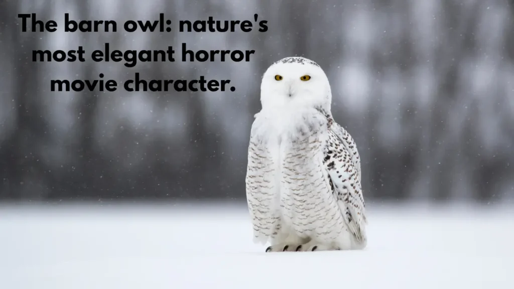 The barn owl: nature's most elegant horror movie character.