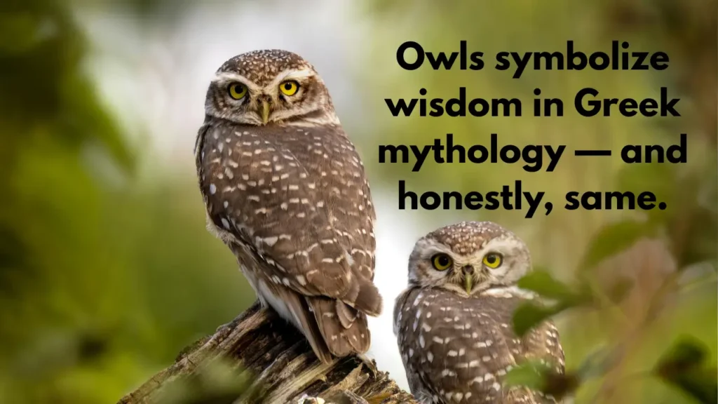 Owls symbolize wisdom in Greek mythology — and honestly, same.