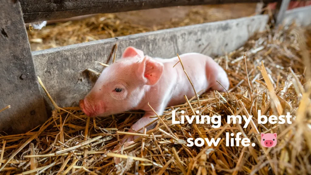 Living my best sow life. 🐷