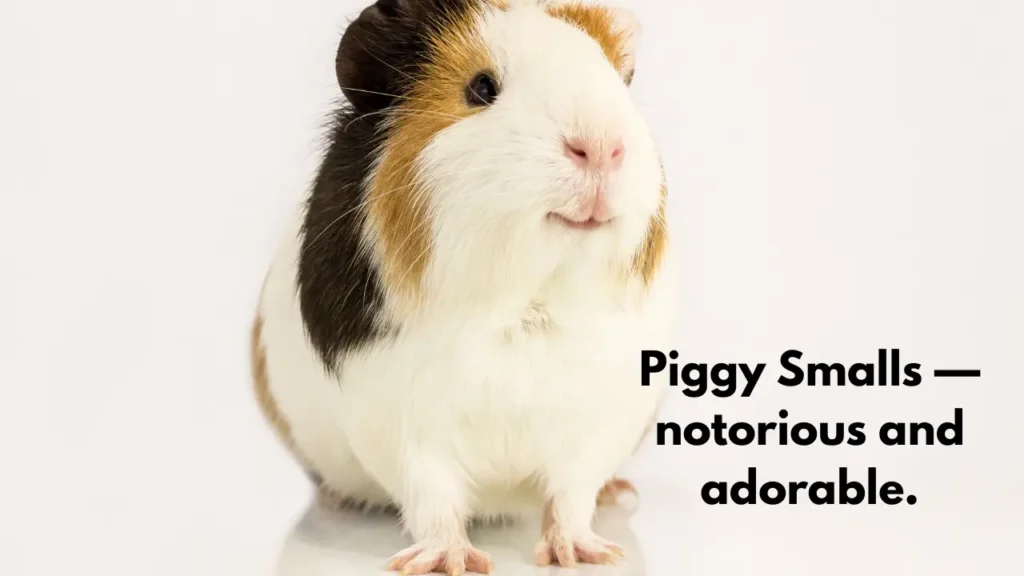 Piggy Smalls — notorious and adorable.