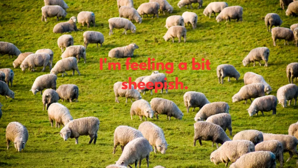 I'm feeling a bit sheepish.