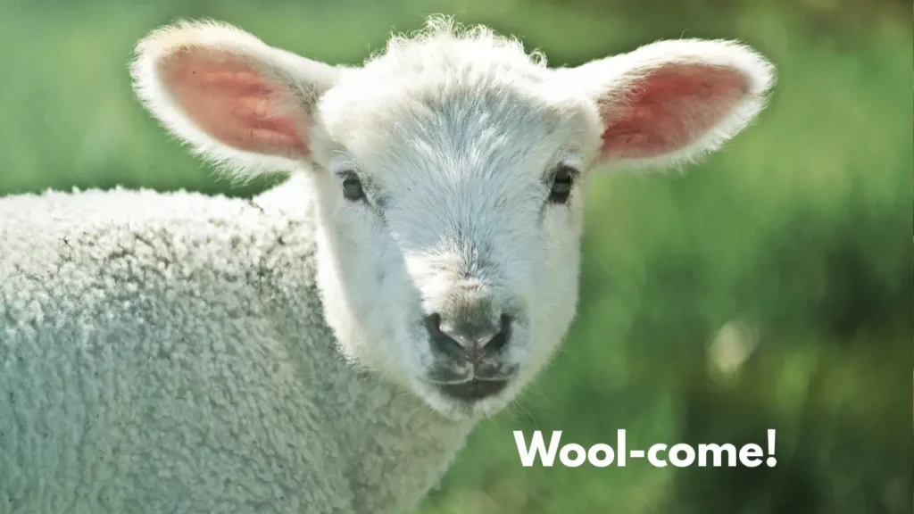 Wool-come!