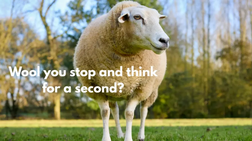 Wool you stop and think for a second?