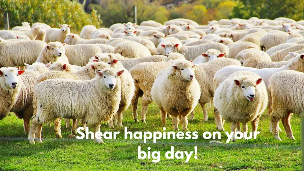 Shear happiness on your big day!