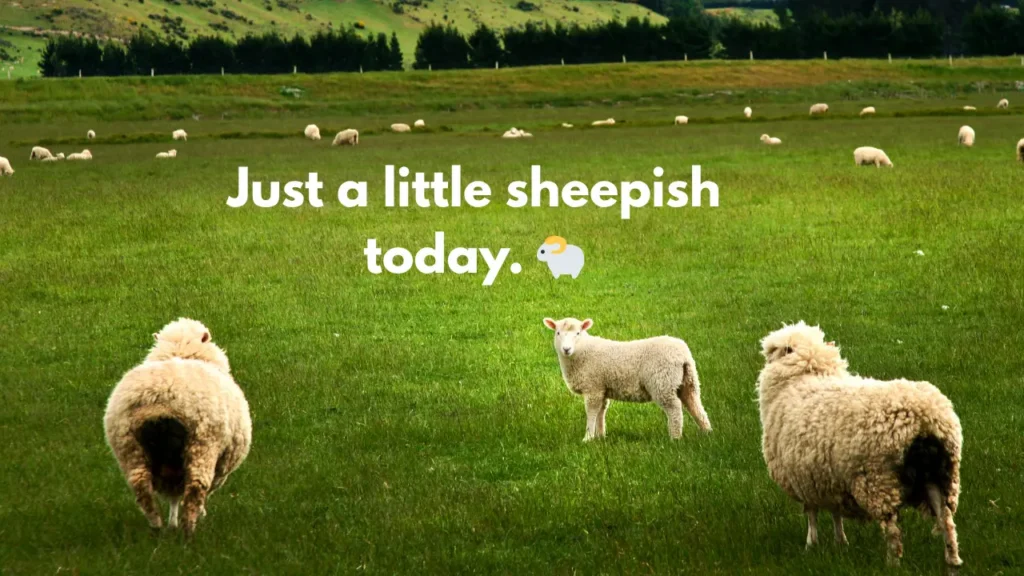 Just a little sheepish today. ๐