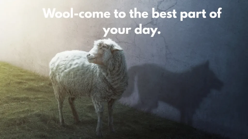 Wool-come to the best part of your day.