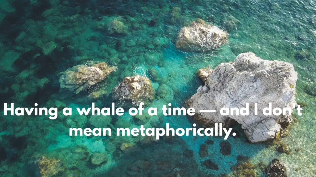 Having a whale of a time — and I don't mean metaphorically.