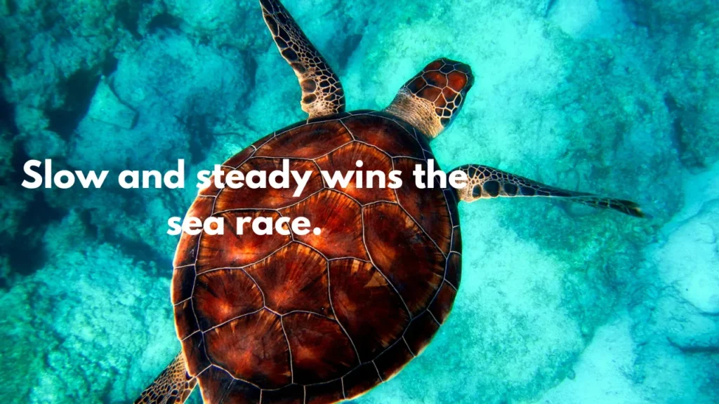 Slow and steady wins the sea race.