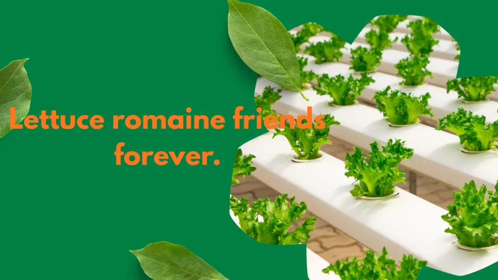 Lettuce romaine friends forever.