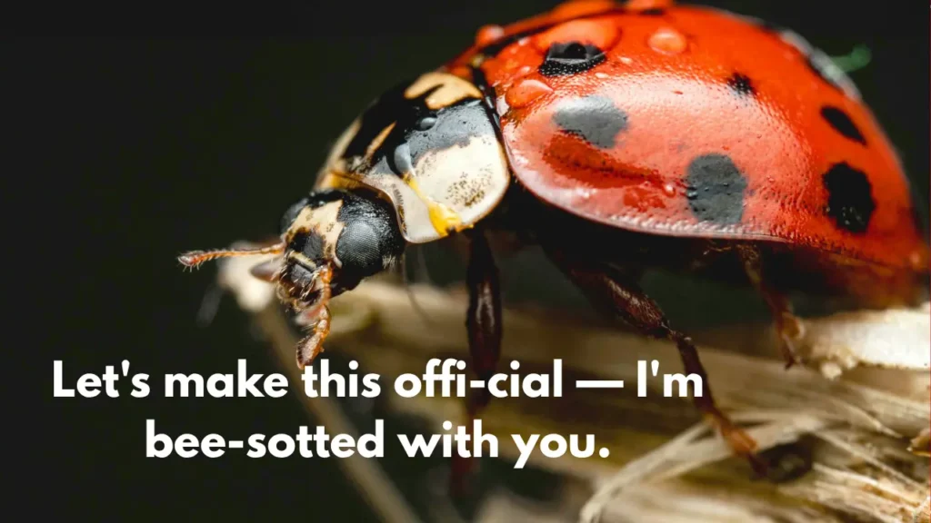 Let's make this offi-cial — I'm bee-sotted with you.