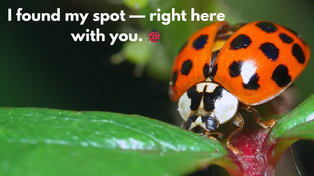 I found my spot — right here with you. 🐞