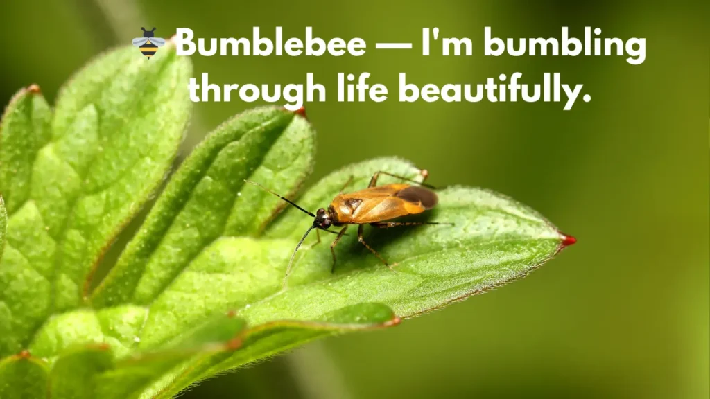 🐝 Bumblebee — I'm bumbling through life beautifully.