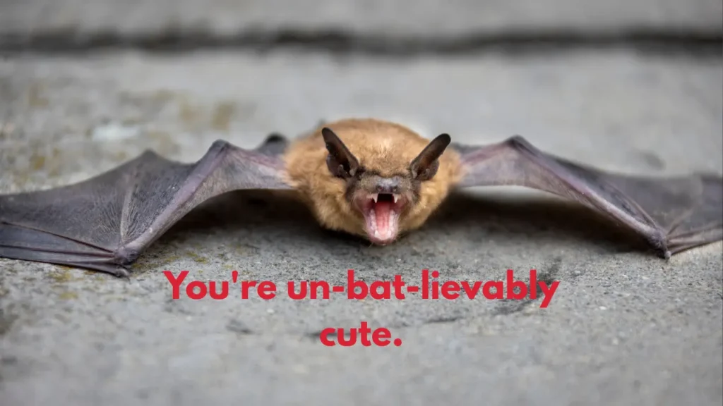 You're un-bat-lievably cute.
