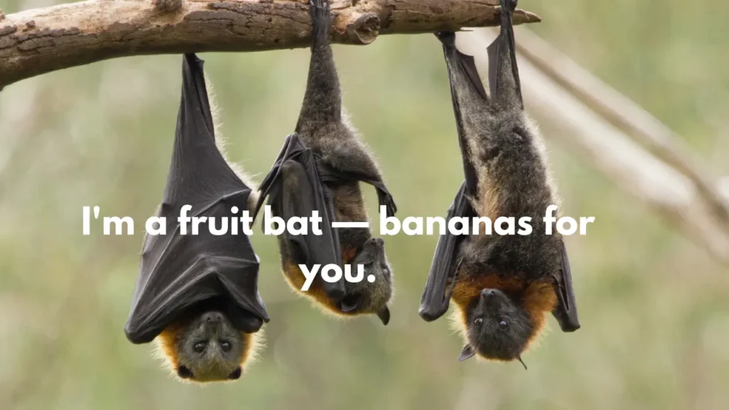 I'm a fruit bat — bananas for you.