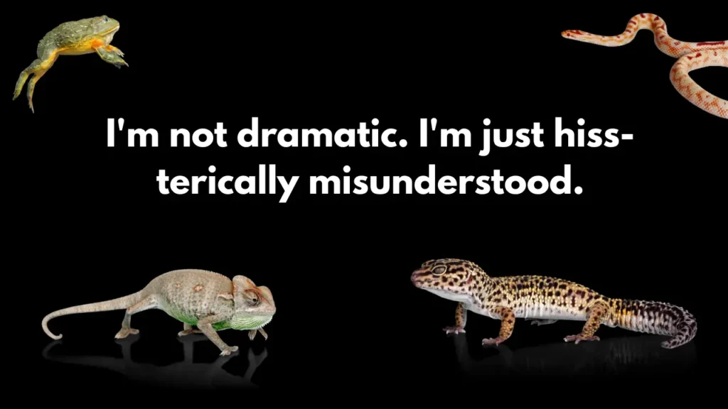 I'm not dramatic. I'm just hiss-terically misunderstood.