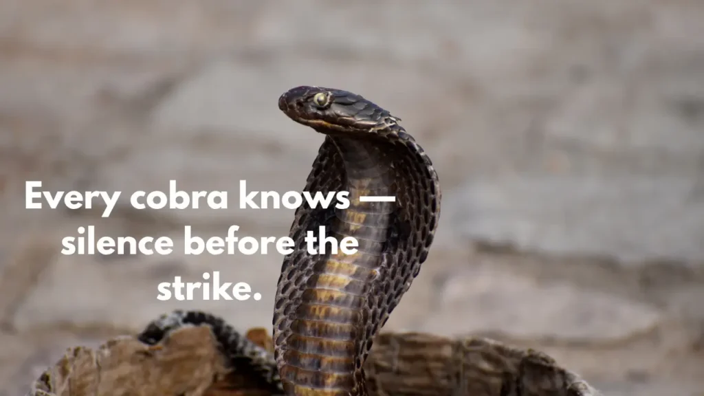 Every cobra knows — silence before the strike.
