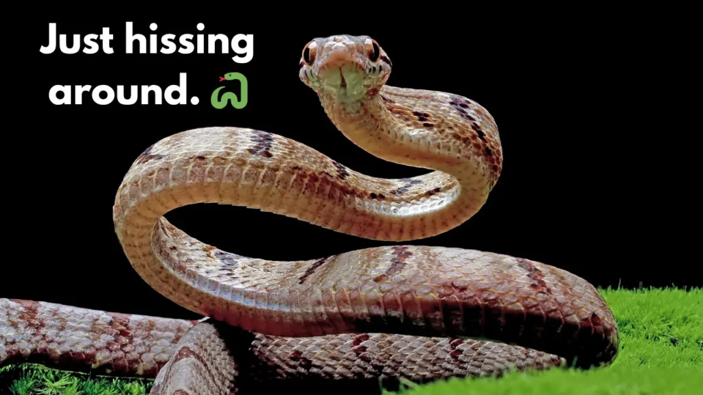 Just hissing around. 🐍