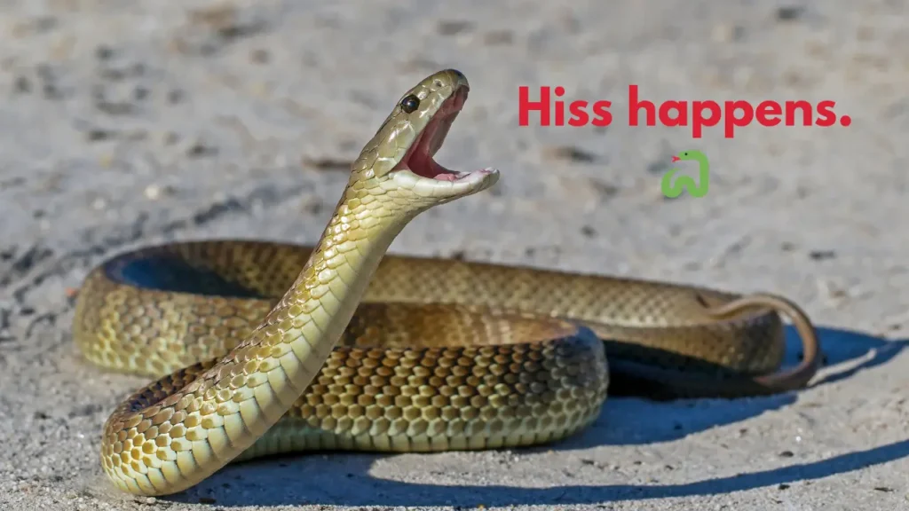 Hiss happens. 🐍