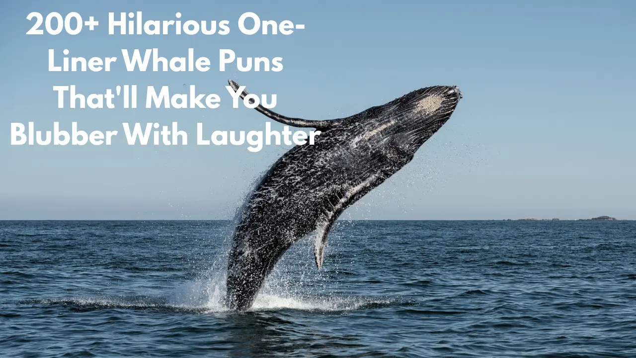 200+ Hilarious One-Liner Whale Puns That'll Make You Blubber With Laughter